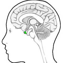 pituitary